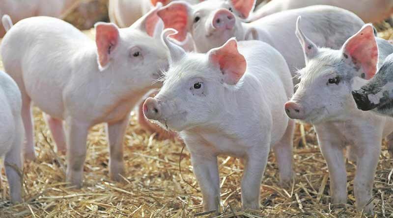 सुअर पालन से 18 वर्षीय कृषि उद्यमी नम्रता ने 2 लाख से अधिक रूपए कमाए