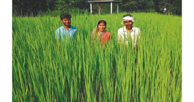 जीआई टैग मिलने से चिन्नौर धान किसानों को मिल रहा है अधिक दाम