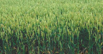 वृक्षारोपण, पशुपालन और बायोमास से होगी गेहूं फसल की बढ़ते तापमान से सुरक्षा