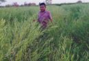 बड़वानी जिले में फसल विविधिकरण से सरसों लहलहाई