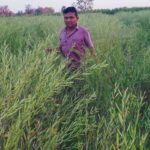 बड़वानी जिले में फसल विविधिकरण से सरसों लहलहाई