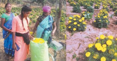 छत्तीसगढ़ में गेंदा फूल उत्पादन से गौठान की महिलाओं के जीवन में आई खुशहाली