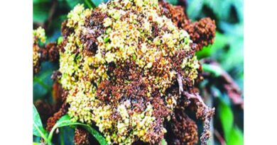 आम के पौधों में गुच्छा रोग आ जाता है कारण तथा उपाय बतायें