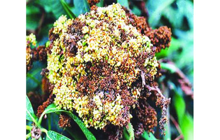 आम के पौधों में गुच्छा रोग आ जाता है कारण तथा उपाय बतायें