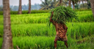 मध्य भारत में खाद्य एंव बागवानी फसलों को व्यापक नुकसान: क्रिसिल
