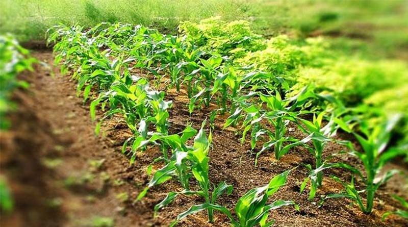 राजस्थान में बागवानी शिखर सम्मेलन 1 फरवरी को; देश-विदेश के वैज्ञानिक फसल उत्पादन व उत्पादकता बढ़ाने पर करेंगे मंथन