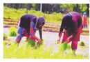 महिला दिवस पर विशेष : खेती में महिलाओं का योगदान