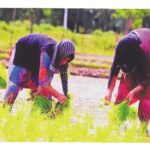 महिला दिवस पर विशेष : खेती में महिलाओं का योगदान