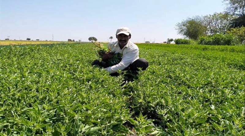 देवास जिले में देवारण्य योजना में किसान कर रहे औषधीय खेती