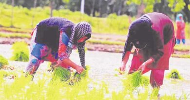 खेती में महिलाओं का योगदान