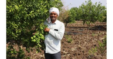 नर्मदा पट्टी के 600 किसान संतरा, सीताफल, आम, अमरूद, मौसम्बी, नींबू की खेती में जुटे
