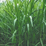 दीनानाथ घास की किस्म बुडेल दीनानाथ-3 (जेएचडी-19-4)