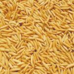 छत्तीसगढ़ ने धान खरीदी के तोड़े सारे रिकॉर्ड, राज्य में 144 लाख मीट्रिक टन से अधिक की हुई खरीदी