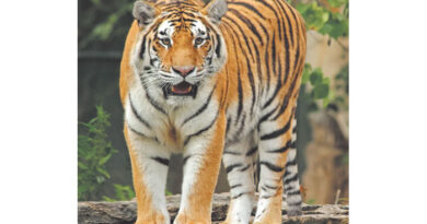 प्रोजेक्ट टाइगर : बाघों के लिए घटते वन और वन्यप्राणी
