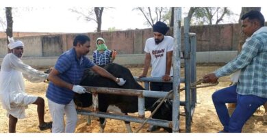 राजस्थान के प्रत्येक गोवंशीय पशु में टीकाकरण कर लम्पी से करेंगे सुरक्षा : श्री कुणाल