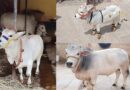 विश्व प्रसिध्द पुंगनूर गाय की विशेषता, उपयोग व पहचान