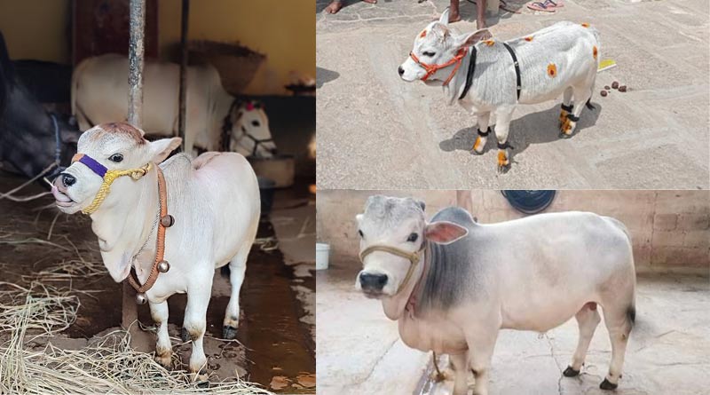 छोटी कद-काठी के लिए दुनियाभर में प्रसिध्द हैं 'पुंगनूर गाय'