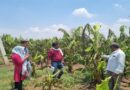 उद्यानिकी विशेषज्ञों ने किया केला फसल के खेतों का निरीक्षण