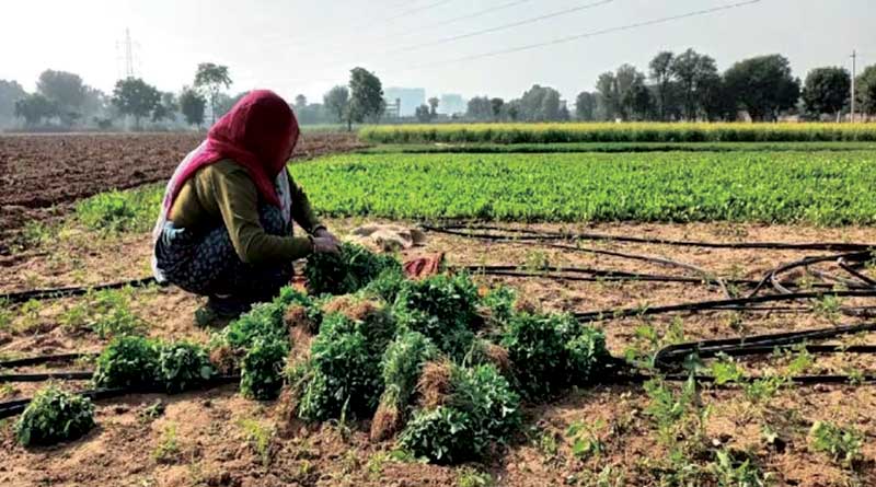 कृषि में महिलाओं को अनेक चुनौतियों का सामना करना पड़ रहा है