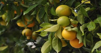 मेरे संतरे के पेड़ में फल पकने के बाद भी बहुत खट्टे हैं, मैं क्या करूं।