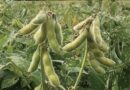 गुणवत्ता युक्त बीज़ से सोयाबीन फसल उत्पादन में बढ़ोतरी