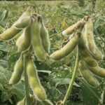 सोयाबीन किसान 80-90 दिन की फसल में न डालें कीटनाशक; सोयाबीन अनुसंधान की सलाह