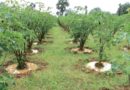 मुख्यमंत्री वृक्ष संपदा योजना में अब तक 23 हजार से अधिक कृषकों ने वृक्षारोपण के लिए दी सहमति