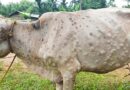 लंपी वायरस से मेघालय राज्य में 20 गायों की मौत