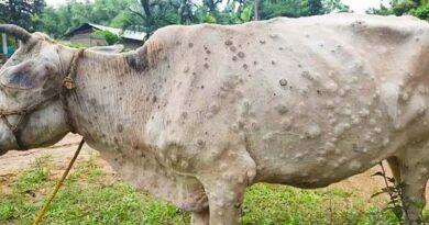 लंपी वायरस से मेघालय राज्य में 20 गायों की मौत