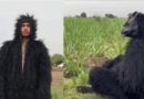 बंदरों से परेशान उत्तरप्रदेश के किसान बने भालू