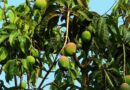 हरियाणा के कृषि मंत्री ने किसानों से बेहतर लाभ के लिए बागवानी फसलें लगाने को कहा