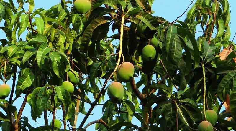 हरियाणा के कृषि मंत्री ने किसानों से बेहतर लाभ के लिए बागवानी फसलें लगाने को कहा
