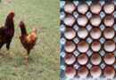 किसान पोल्ट्री फार्म में कैरी निर्भीक मुर्गी पाल कर कमा सकते हैं अच्छा पैसा