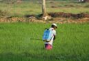 भारत कृषि रसायनों का दूसरा सबसे बड़ा निर्यातक देश बना