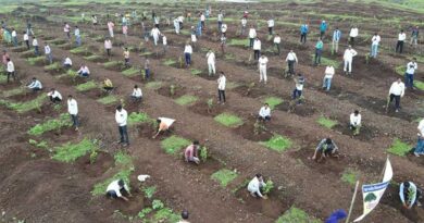 खरगोन के भगवानपुरा में 3 हेक्टेयर में लगाए 3333 अमरूद पौधे