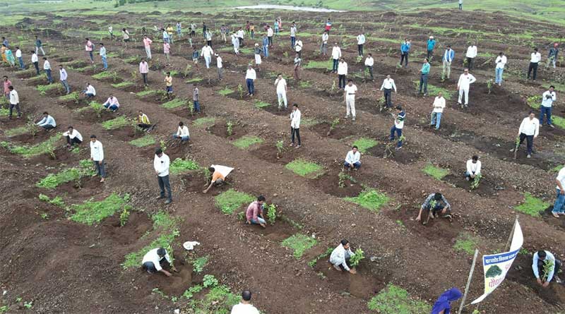 खरगोन के भगवानपुरा में 3 हेक्टेयर में लगाए 3333 अमरूद पौधे