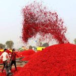 खरगोन की मिर्च को मिलेगी दुनिया में पहचान