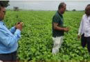 कृषि वैज्ञानिकों ने किया सोयाबीन फसलों का निरीक्षण