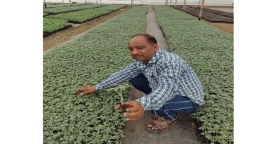पाली, शेडनेट हाउस: फल-सब्जी के 2 करोड़ पौधे सालाना तैयार कर रहे किसान