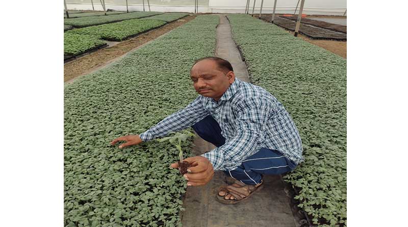 पाली, शेडनेट हाउस: फल-सब्जी के 2 करोड़ पौधे सालाना तैयार कर रहे किसान