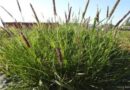 चरागाह हेतु उपयुक्त दीनानाथ घास की खेती कैसे करें