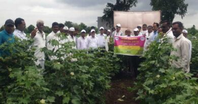 किसानों को गुलाबी इल्ली को गंभीरता से लेने की जरूरत - डॉ.भागीरथ चौधरी