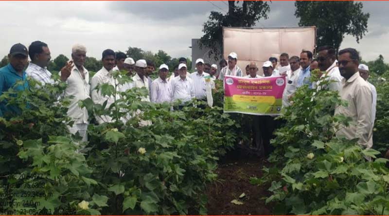 किसानों को गुलाबी इल्ली को गंभीरता से लेने की जरूरत - डॉ.भागीरथ चौधरी