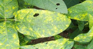 सोयाबीन में पीला मोजैक रोग से ग्रसित पौधों को उखाड़कर निष्कासित करना क्यो जरूरी हैं?