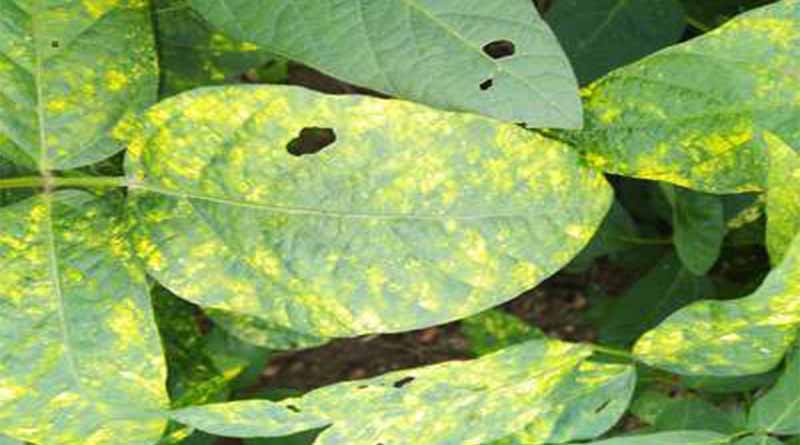 सोयाबीन में पीला मोजैक रोग से ग्रसित पौधों को उखाड़कर निष्कासित करना क्यो जरूरी हैं?