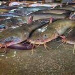 मांगुर एक्जोटिक मछली के पालन, क्रय-विक्रय पर होगी कार्यवाही