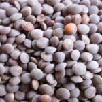 चना, मसूर, राई, सरसों की समर्थन मूल्य पर खरीदी 31 मई तक