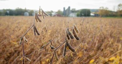 सोयाबीन फलियां पीली पड़ने पर किसान करें कटाईः सोया अनुसंधान संस्थान की सलाह