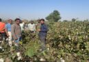 राजस्थान में फसल कटाई प्रयोगों का कृषि विभाग के संयुक्त निदेशक ने किया निरीक्षण