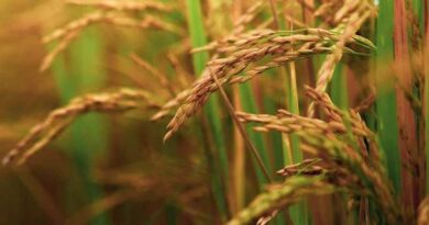 चावल की संकर किस्म इंदम 200-022 (आईईटी 20710)